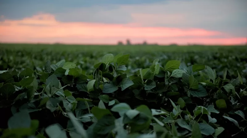 Una parte importante de la soja y maíz que exporta Argentina "va a biocombustibles y a alimentar cerdos y vacas producidos con un modelo industrial que fundamentalmente cumple con las demandas de las poblaciones de mayores recursos".
